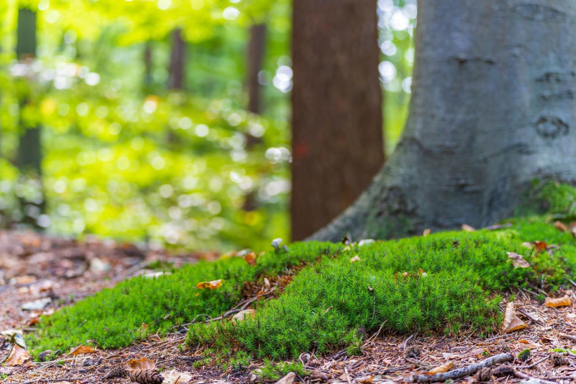One-Bedroom Chalet,1499054377:JPEG