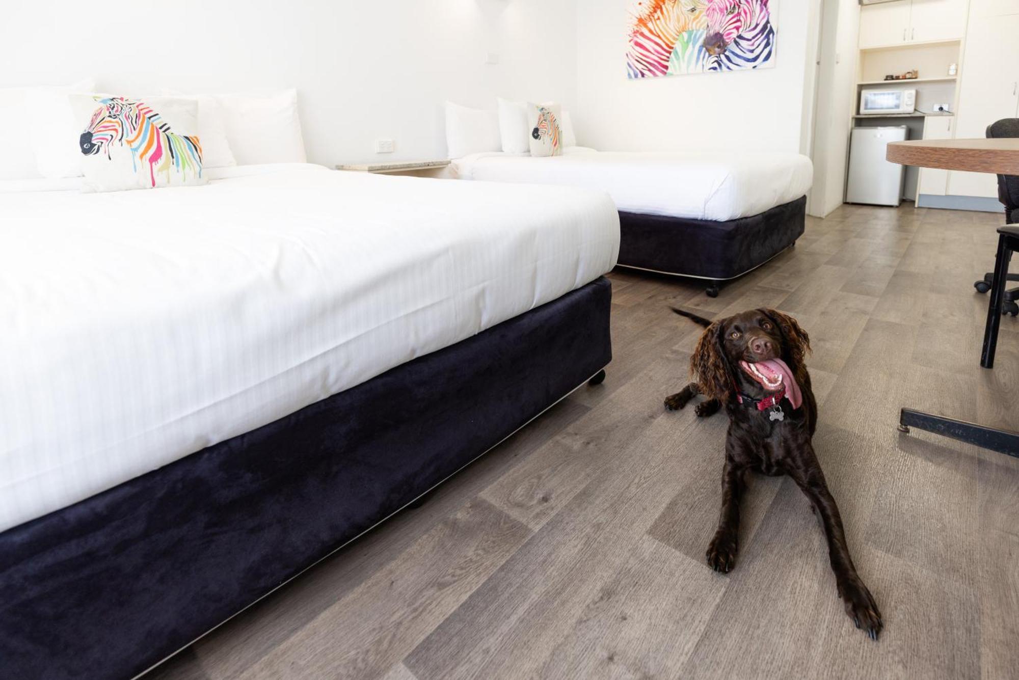 Pet Friendly Deluxe Family Room with Two Queen Beds,1705742372:JPEG